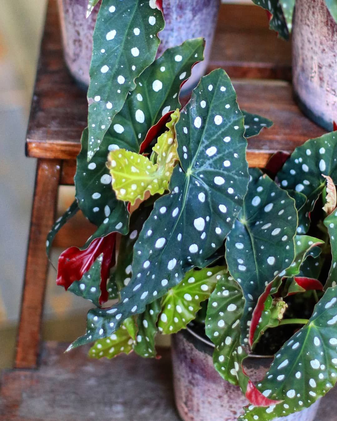 Бегония пятнистая купить в Минске с доставкой | Cactus.by