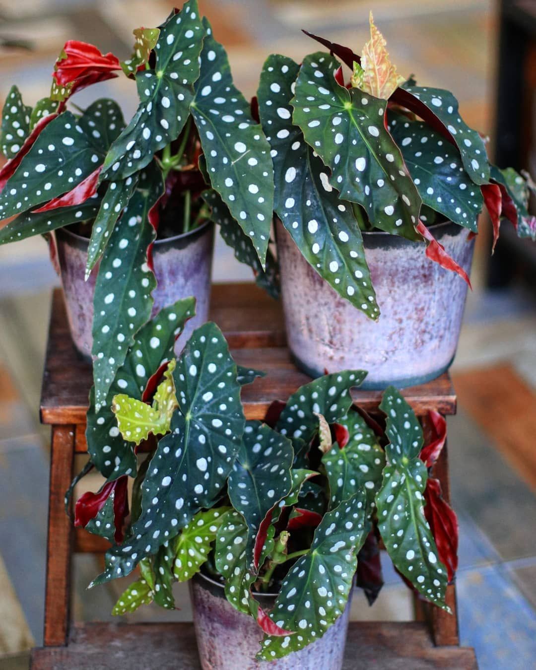 Бегония пятнистая купить в Минске с доставкой | Cactus.by