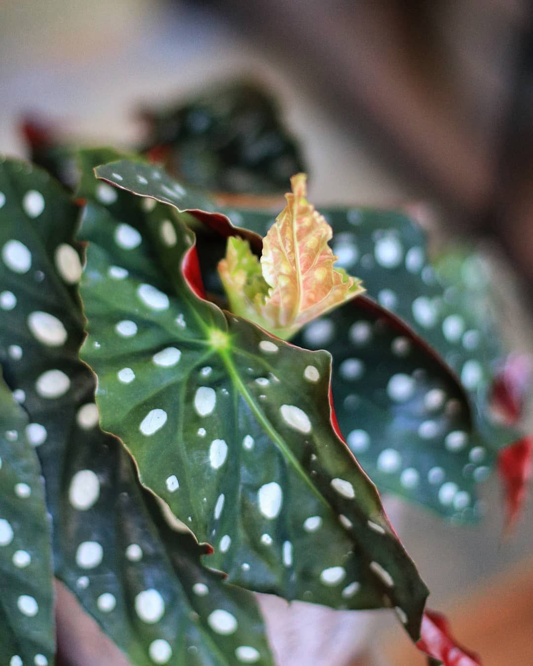 Бегония пятнистая купить в Минске с доставкой | Cactus.by