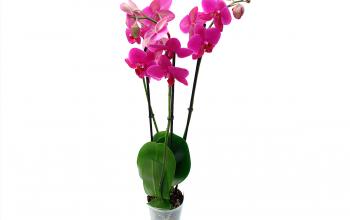 Новость недели