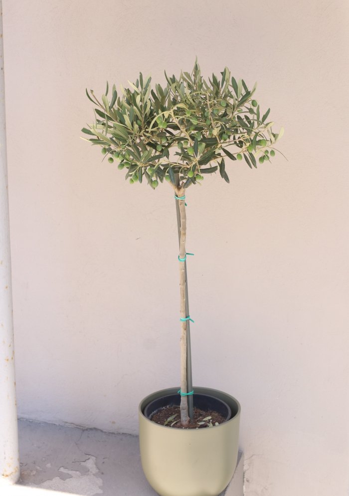 Оливковое дерево (Олива европейская)