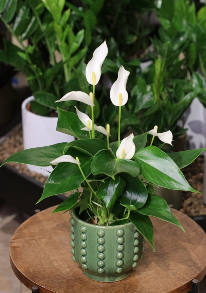 Антуриум Лили Вайт