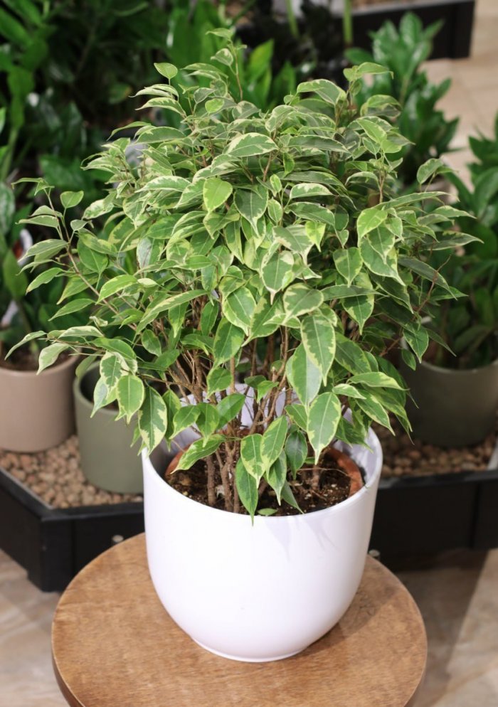 Фикус Бенджамина