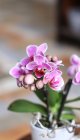 Орхидея (Фаленопсис)