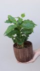 Кофейное дерево