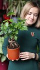 Радермахера китайская