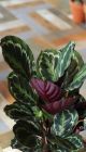 Калатея розовоокрашенная Медальон